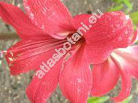 Hippeastrum puniceum (Lam.) Voss. (Amaryllis)