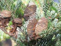 Abies koreana 'Horstmann's Silberlocke'