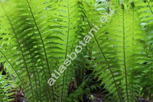 Lastrea limbosperma (All.) Holub (Thelypteris limbosperma (All.) Fuchs, Dryopteris, Polypodium)