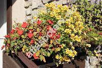 Nemesia 'Sunmesia Yellow' (Nemesia strumosa Benth.)