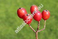 Sorbus aria 'Lutescens' (Mespilus)