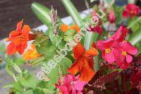 Mimulus 'Twinkle Mixed' (Erythranthe)