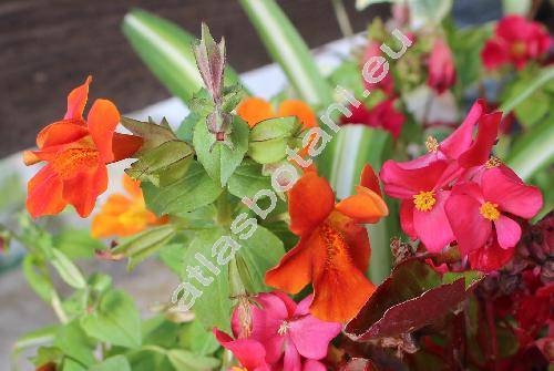 Mimulus 'Twinkle Mixed' (Erythranthe)