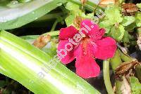 Mimulus 'Twinkle Mixed' (Erythranthe)