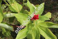 Costus comosus (Jacq.) Roscoe