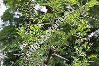 Acacia carroo Hayne (Mimosa, Vachellia)