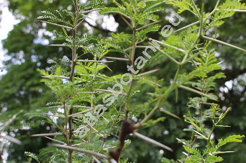 Acacia carroo Hayne (Mimosa, Vachellia)