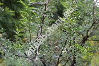 Acacia carroo Hayne (Mimosa, Vachellia)