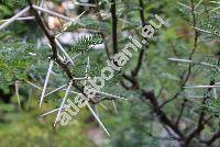 Acacia carroo Hayne (Mimosa, Vachellia)