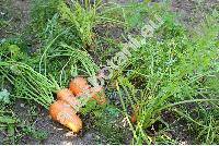 Daucus carota subsp. sativus L. 'Katrin'