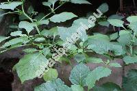 Solanum americanum Mill. (Solanum nigrum var. americanum (Mill.) Schulz)