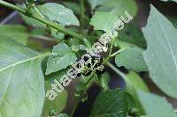Solanum americanum Mill. (Solanum nigrum var. americanum (Mill.) Schulz)
