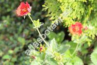 Potentilla atrosanguinea 'Scarlet Starlit'