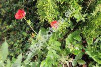 Potentilla atrosanguinea 'Scarlet Starlit'