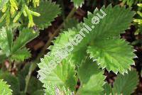 Potentilla atrosanguinea 'Scarlet Starlit'