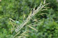 Bromus inermis Leyss. (Anisantha, Ceratochloa, Bromopsis inermis (Leyss.) Holub)