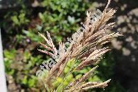 Bromus inermis Leyss. (Anisantha, Ceratochloa, Bromopsis inermis (Leyss.) Holub)