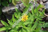 Arnica chamissonis Less. (Arnica cana Greene, Arnica celsa Nels.)