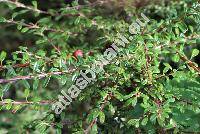 Cotoneaster microphyllus var. thymifolius Koehne (Cotoneaster thymifolius Bak., Cotoneaster microphyllus var. thymifolius (Bak.) Koehne, Crataegus integrifolia Roxb.)