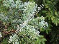 Abies procera Reh. (Picea nobilis (Douglas ex Don) Loud., Abies nobilis (Douglas ex Don) Lindl. nom. illeg.)