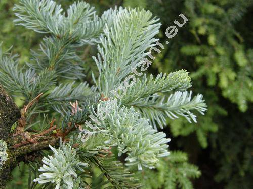 Abies procera Reh. (Picea nobilis (Douglas ex Don) Loud., Abies nobilis (Douglas ex Don) Lindl. nom. illeg.)