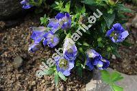 Gentiana scabra 'Luis Easy Blue' (Calathiana)