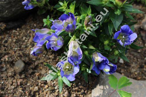 Gentiana scabra 'Luis Easy Blue' (Calathiana)