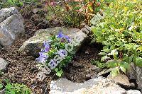 Gentiana scabra 'Luis Easy Blue' (Calathiana)