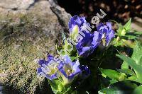 Gentiana scabra 'Luis Easy Blue' (Calathiana)