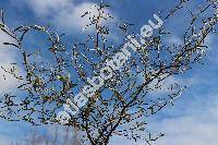 Corokia 'Little Prince' (Corokia cotoneaster Raoul)