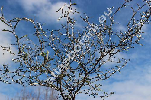 Corokia 'Little Prince' (Corokia cotoneaster Raoul)