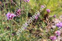 Deschampsia flexuosa (L.) Trin. (Aira flexuosa L., Arundo flexuosa (L.) Clairv., Avena flexuosa, Avenella)