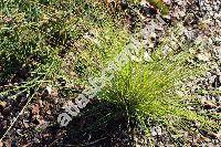 Deschampsia flexuosa (L.) Trin. (Aira flexuosa L., Arundo flexuosa (L.) Clairv., Avena flexuosa, Avenella)