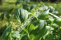 Polygonatum latifolium (Mill.) Desf. (Convallaria latifolia Mill.)