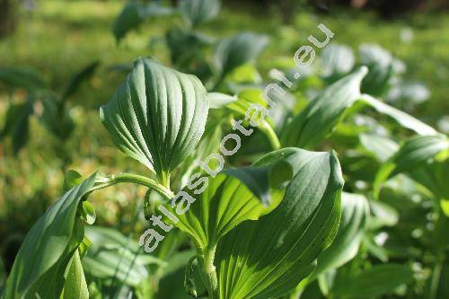 Polygonatum latifolium (Mill.) Desf. (Convallaria latifolia Mill.)