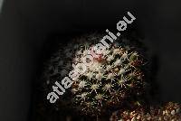 Mammillaria wiesingeri Boed. (Mammillaria mundtii Schum.)