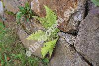 Dryopteris sp.