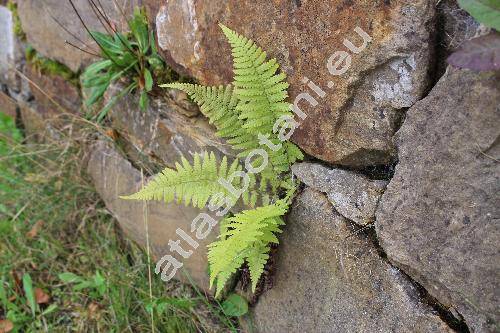 Dryopteris sp.