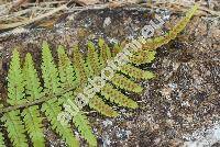 Dryopteris sp.