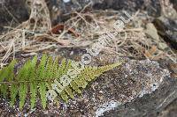 Dryopteris sp.