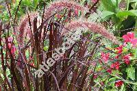 Pennisetum setaceum 'Rubrum' (PhaPennisetum setaceum (Forssk.) Chiov.laris, Cenchrus, Pennisetus setaceus)