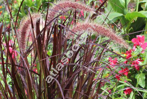 Pennisetum setaceum 'Rubrum' (PhaPennisetum setaceum (Forssk.) Chiov.laris, Cenchrus, Pennisetus setaceus)