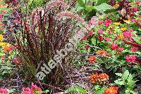 Pennisetum setaceum 'Rubrum' (PhaPennisetum setaceum (Forssk.) Chiov.laris, Cenchrus, Pennisetus setaceus)