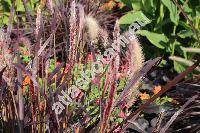 Pennisetum setaceum 'Rubrum' (PhaPennisetum setaceum (Forssk.) Chiov.laris, Cenchrus, Pennisetus setaceus)