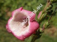 Penstemon 'Arabesque Pink' (Penstemon hartwegii Benth.)