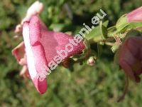 Penstemon 'Arabesque Pink' (Penstemon hartwegii Benth.)