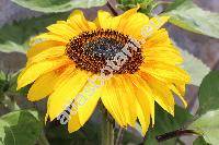 Helianthus 'Vincent's Choice'