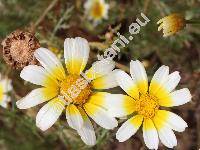 Chrysanthemum coronarium var. discolor (d'Urv.) Turl. (Glebionis coronaria (L.) Cass. ex Spach, Xanthophthalmum coronarium (L.) Treh., Agryranthemum, Glebionis coronaria var. discolor (d'Urv.) Turl., Pinardia coronaria (L.) Less.)