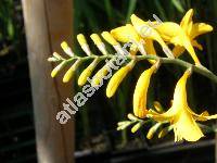 Crocosmia 'Paul's Best Yellow' (Montbretia x crocosmiiflora Lem., Tritonia x crocosmiiflora (Lem.) Nichol.)