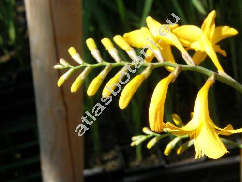 Crocosmia 'Paul's Best Yellow' (Montbretia x crocosmiiflora Lem., Tritonia x crocosmiiflora (Lem.) Nichol.)